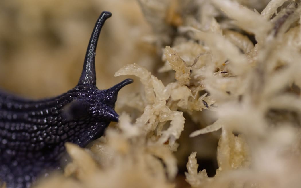 Powelliphanta augusta snails and eggs - Credit Lucy Holyoake, DOC