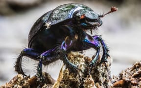 Geotrupes springer is one of the beetles being used on farms to deal with livestock manure.