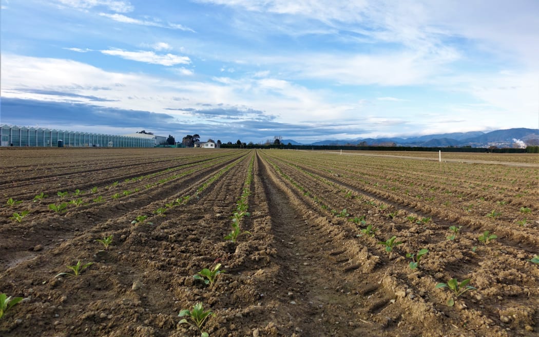 Crops growing on the Waimea Plains.