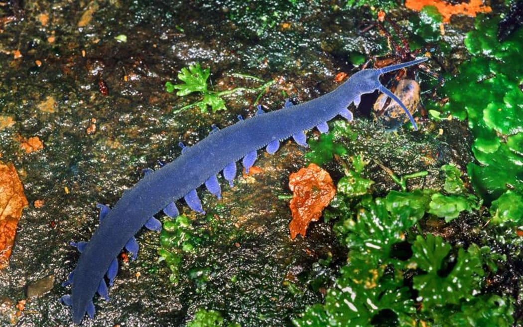 Peripatus velvet worm