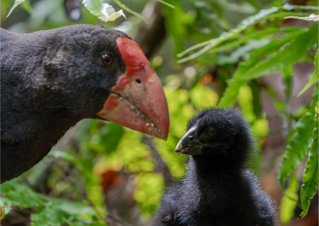 Takahē chick with parent