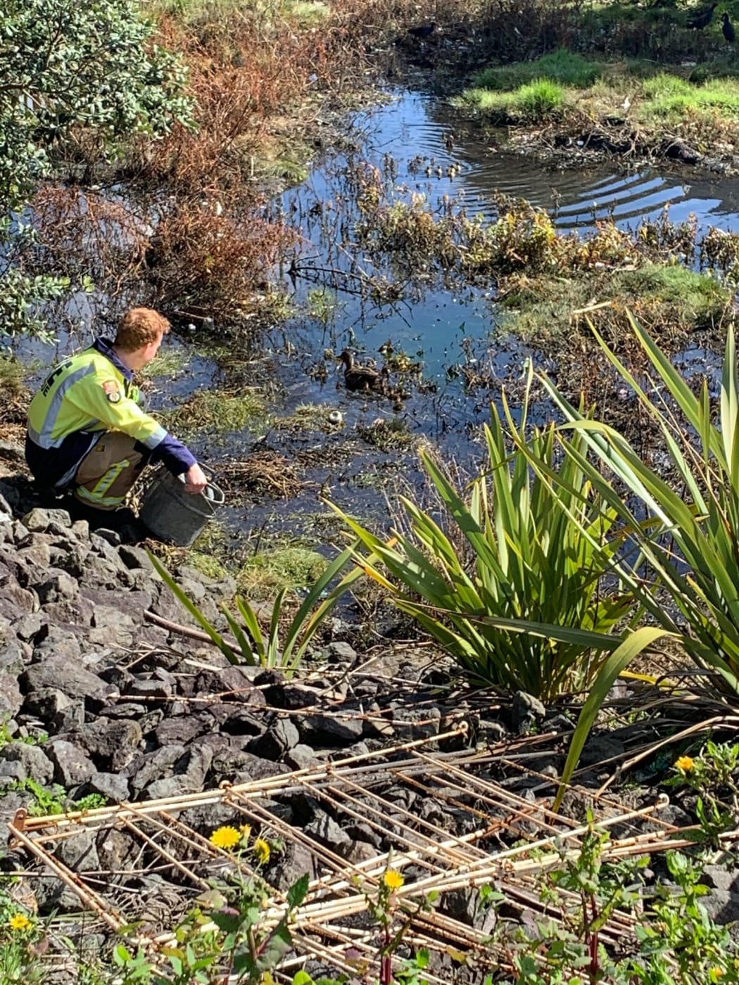 The ducklings are released in a small stormwater lake.