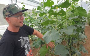 Jodi Roebuck shows off his cucumber plants.