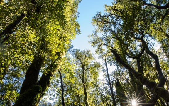 Fiordland forest.