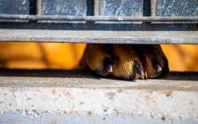 A total of 6596 dogs were impounded across Auckland last financial year, up 31 percent.