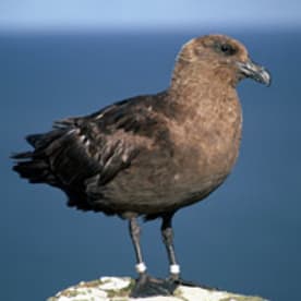 Photo for Hākoakoa