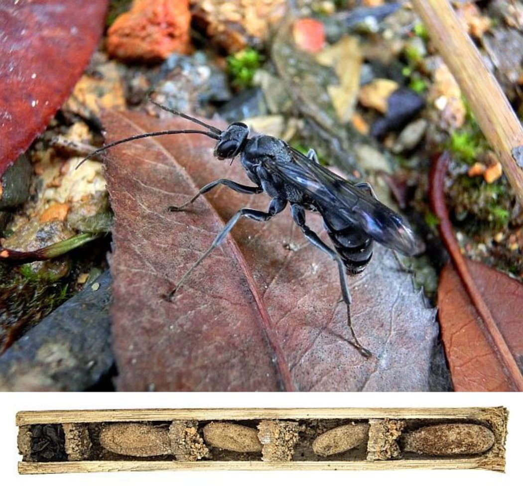 A female bone-house wasp Deuteragenia ossarium protects the eggs in her nest (to the right of the bottom photo) with a door-stop of dead ants (left of bottom photo).