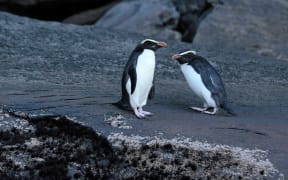 Fiordland crested penguin, Eudyptes pachyrhynchus, tawaki.