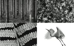 A collage of photos taken by John Johns, the first official photographer for NZ Forest.