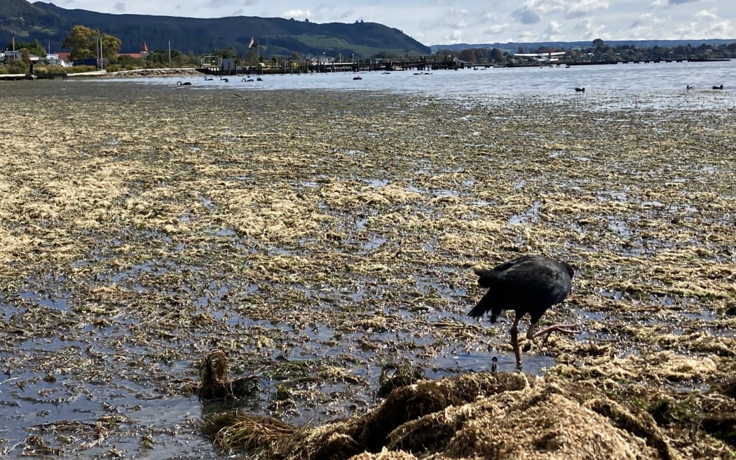 Lakeweed at Rotorua's lakefront