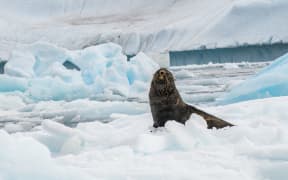 Antarctic fur seals (Arctocephalus gazella) on pack ice. The Antarctic fur seal feeds mainly on krill, but it also eats squid and fish. It is primarily a nocturnal hunter. An adult male can reach a length of up to two metres and a weight of over 200 kilograms. Around 95 per cent of the Antarctic fur seal population breed on South Georgia, Antarctica. Photographed in February. (Photo by PHOTOSTOCK-ISRAEL/SCIENCE PHOTO / PSI / Science Photo Library via AFP)