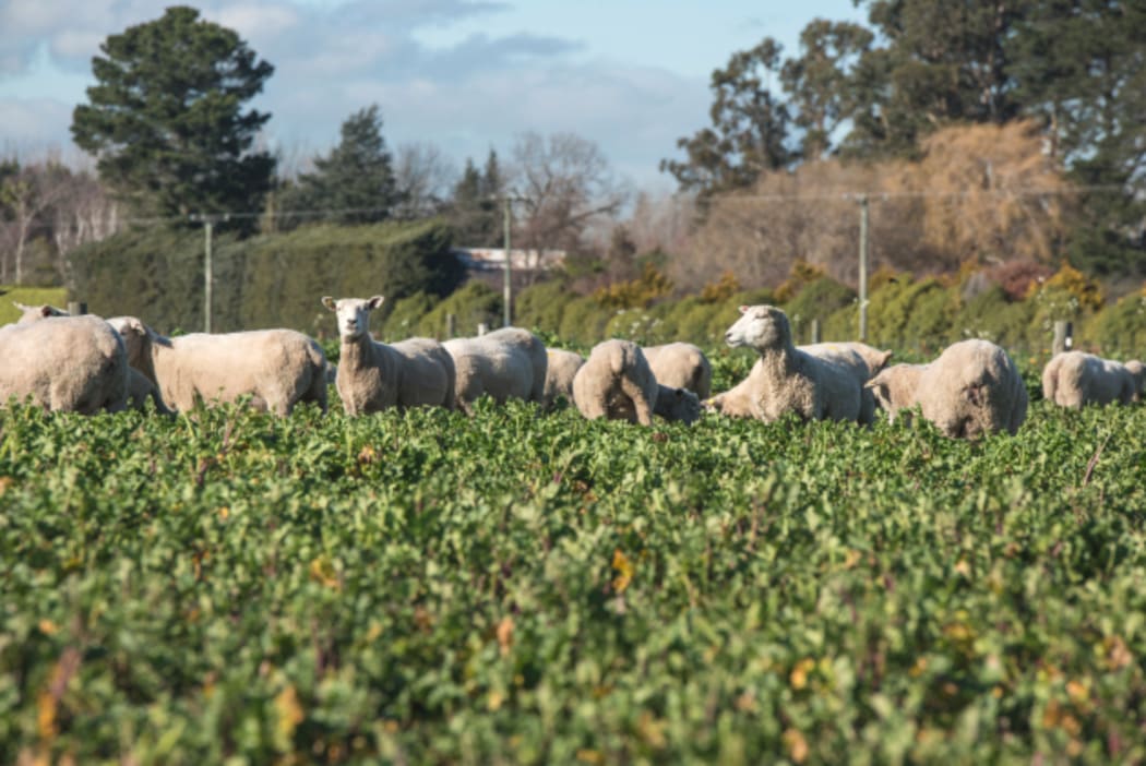 Pallaton forage brassica