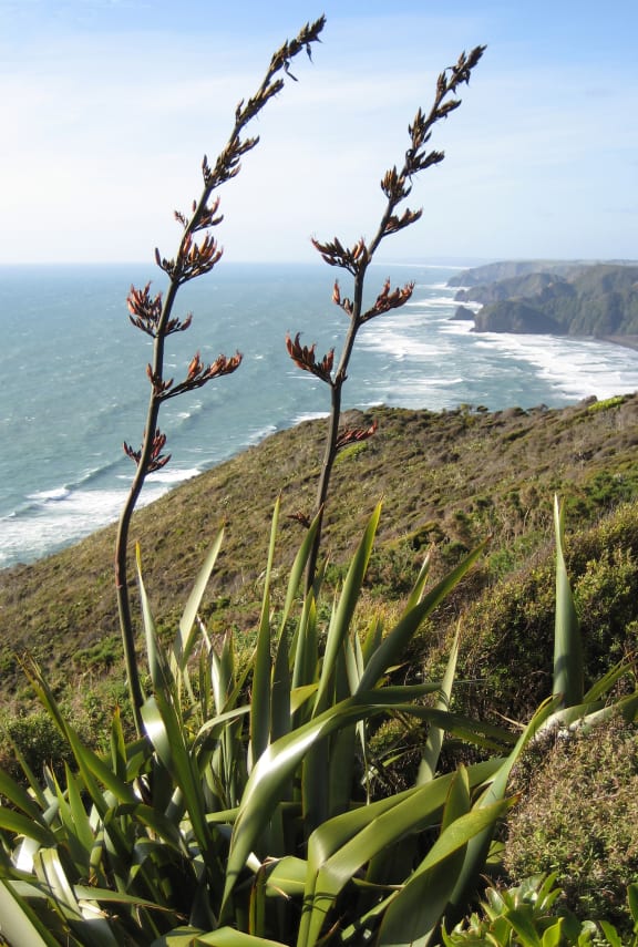 Harakeke growing in Piha, West Auckland