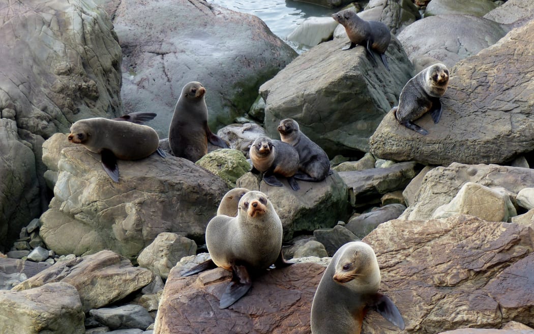 NZ fur seals