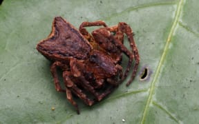 Common square-ended crab spider