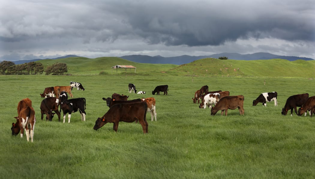 20131009. Photo Diego Opatowski / Radio NZ. Generic beef cattle in a field.