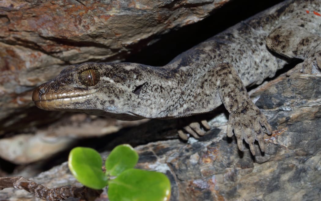 Te Mokomoko a Tohu (Hoplodactylus tohu).