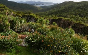 Windy Hill, Great Barrier Island