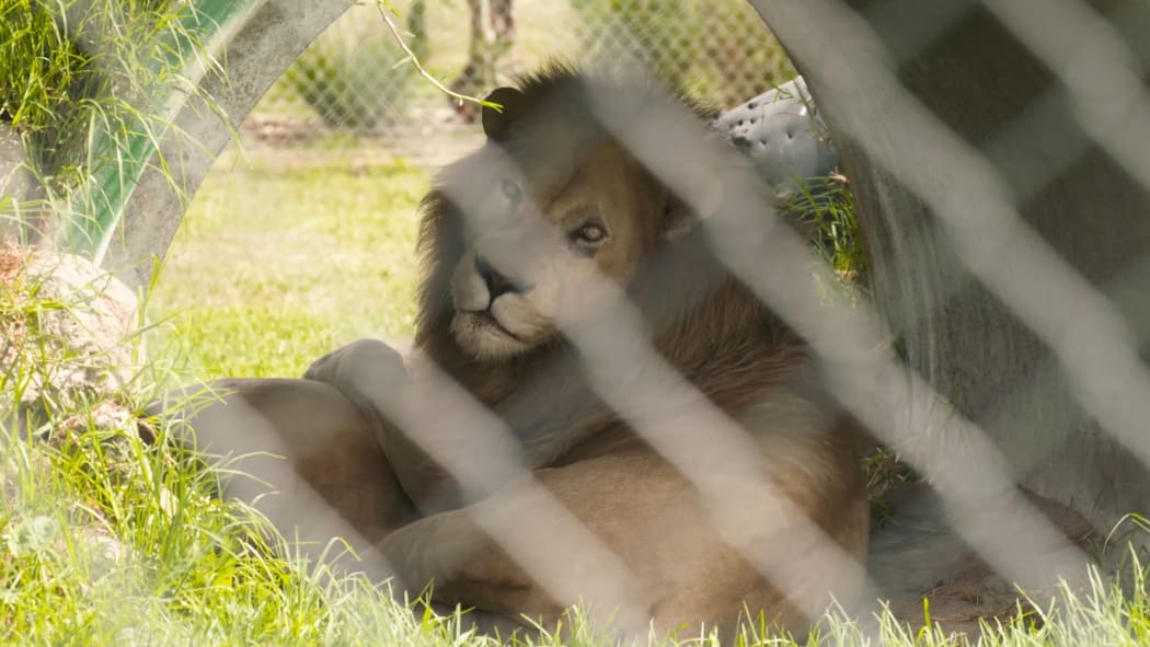 Lions at Whangārei's revived Kamo Wildlife Sanctuary.