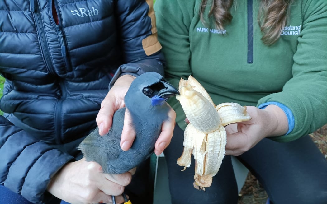 Kokako specialists Amanda Rogers and Dave Bryden banding one of the captured kokako, soon to be translocated to Maungatautari Sanctuary Mountain.