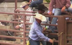 A rodeo cowboy who was caught shocking calves earlier this year has escaped formal punishment, in a decision animal welfare activists say is ludicrous.