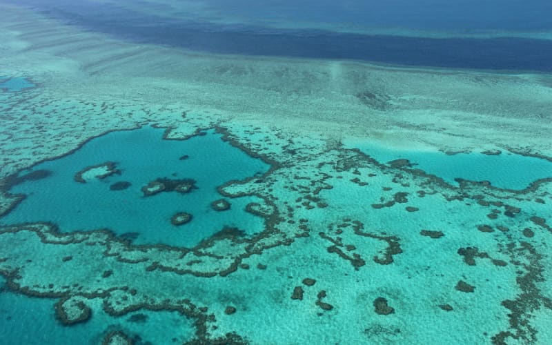 Coral transplants could regenerate Great Barrier Reef | RNZ