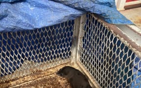A young kekeno/NZ fur seal found its way onto a gas platform offshore from Taranaki