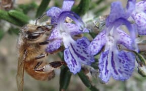 A honeybee forages for pollen on a rosemary flower.
