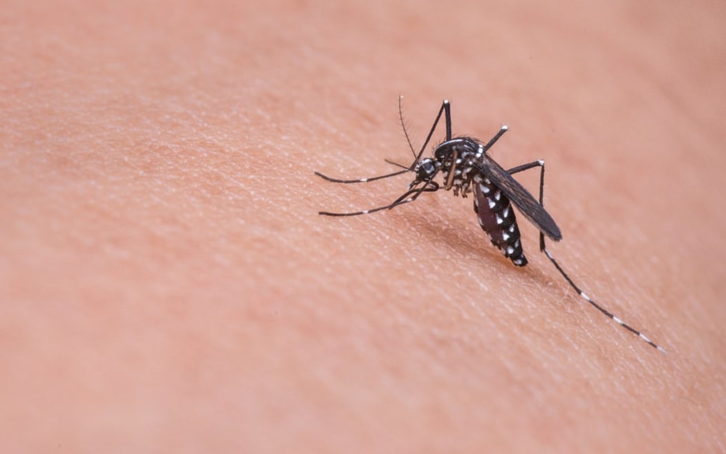 Mosquito