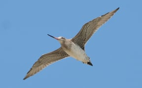 bar-tailed godwit