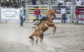 Cowboy lies down the back of a bucking horse