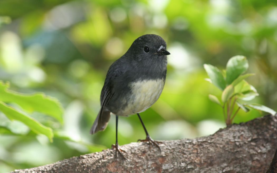 Native bush robins.