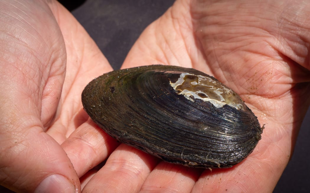 A person cradles a bronzy-dark-coloured mussel shell in their hands.