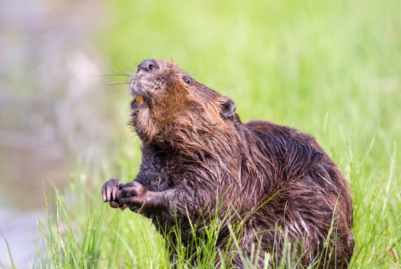 beaver with its nose in the air