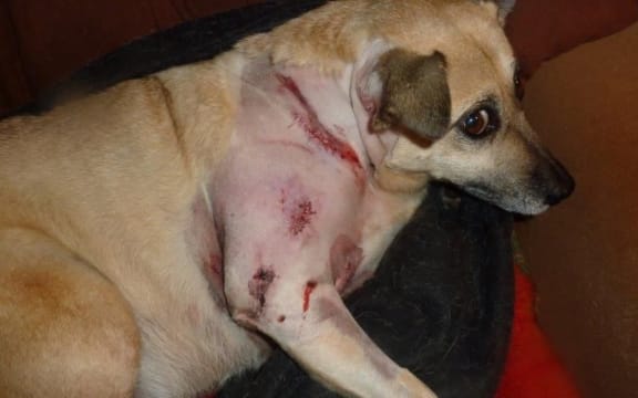Jim Morgan's Sandy, which was attacked on the weekend.