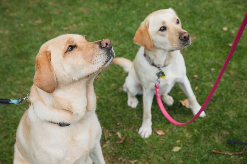 Two yellow labradors both called Bella standing in a park