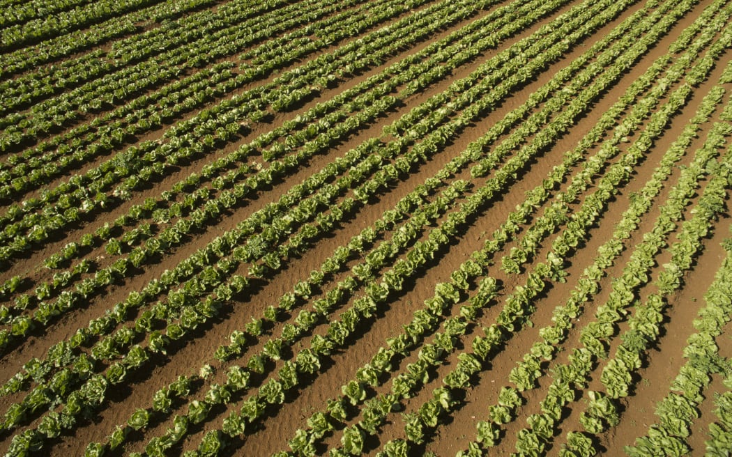 Lettuce crops being grown in market gardens in Pukekohe.