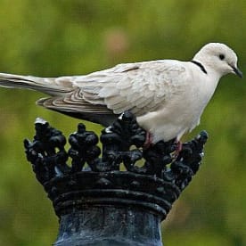 Photo for Barbary dove