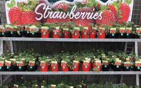Oderings Nurseries director Julian Odering said they are selling 80,000 strawberry plants a year in their Christchurch stores alone.