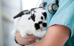 17158882 - mid section of male veterinarian doctor carrying a rabbit