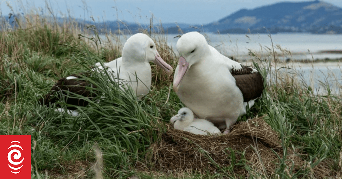 Bumper year for toroa albatross chicks taking off