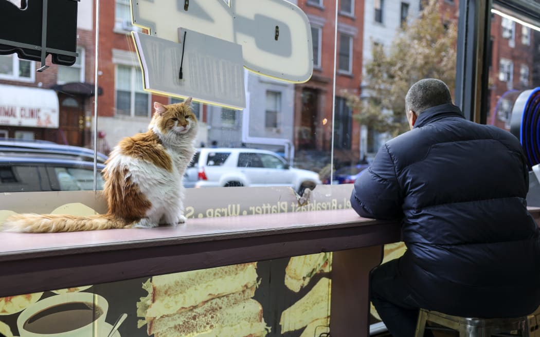 A cat named Simba sits on the counter of a bodega corner store on December 11, 2025 in New York City. Thousands of felines live in New York’s corner shops, known as "bodegas," even though their presence is illegal. Praised for warding off pests, so-called bodega cats are also a cultural fixture for New Yorkers, some of whom are now pushing to enshrine legal rights for the little store helpers. (Photo by ANGELA WEISS / AFP)