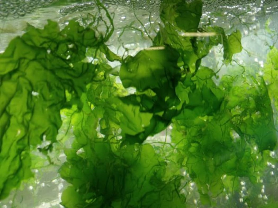 Floating seaweed
