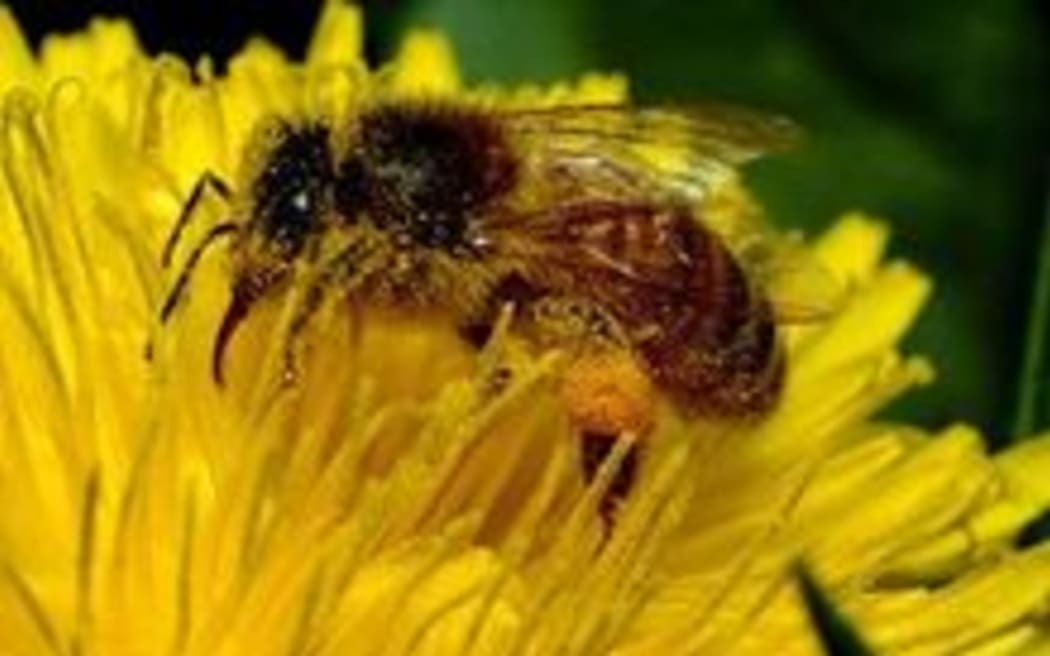 honey bee