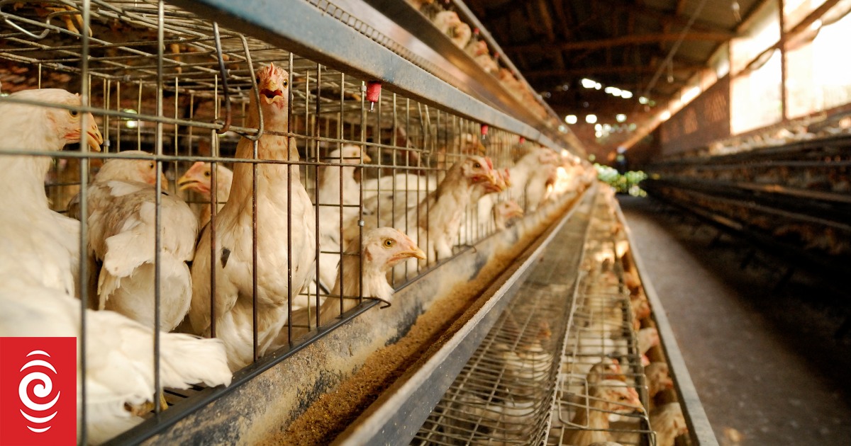 Some imported animal products using production methods illegal in New Zealand - report - Vimarsana News