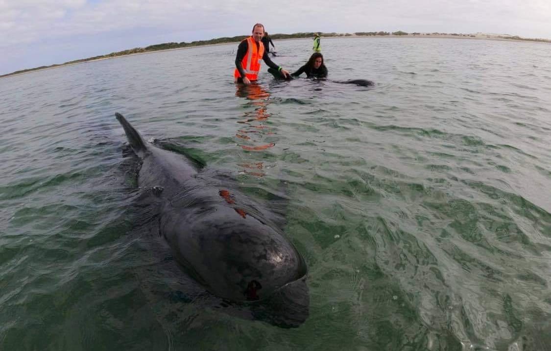 The whales are swimming close to shore, but it's hoped high tide at 8:30pm will help