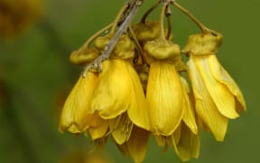 Kowhai flowers