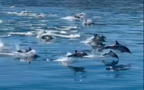 Screen grab from a video of the dolphins posted in Whale and dolphin watch - Wellington Facebook group.