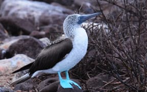 Blue-footed Booby