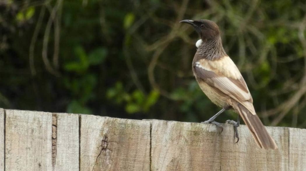 Rare brown tui in Hamilton